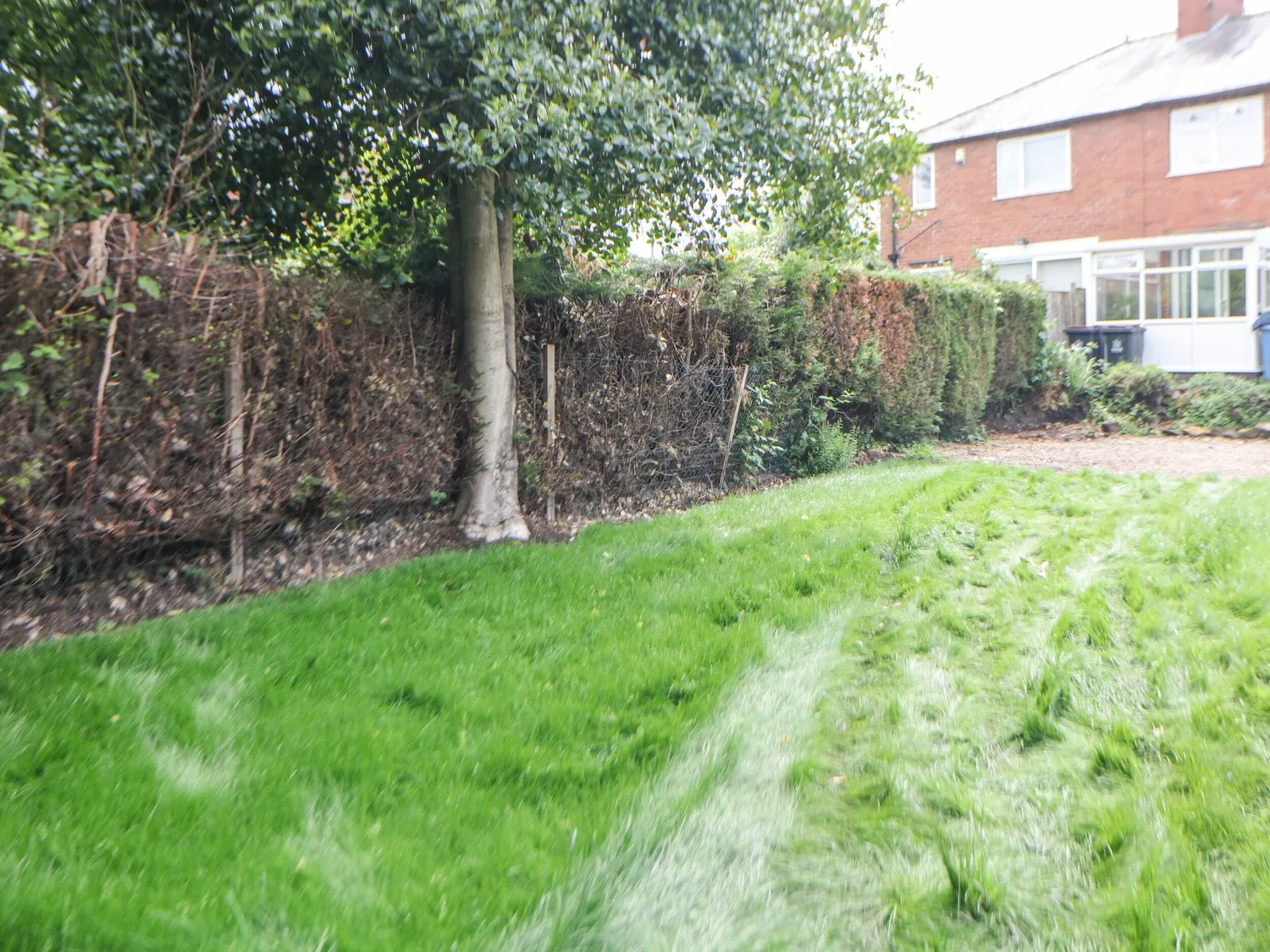 Enclosed rear lawn garden with mature tree and hedging